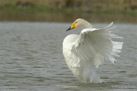 Cygne chanteur - jabo90301