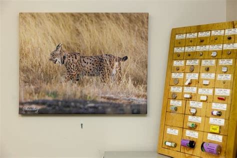 Minnesota-grown technology helps scientists track wildlife around the ...