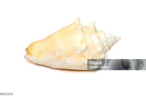 Image Of Strombus Alatus Sea Shell The Florida Fighting Conch Is A