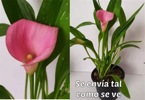 Bulbo Planta De Alcatraz Calla Lily Color Rosa 1pz