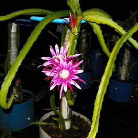 Venus Dragon Fruit Plant Etsy