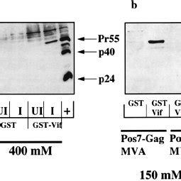 Binding Of GST Vif To Gag Expressed In Infected Cells A Or In HeLa