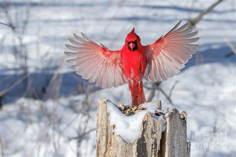 Male Northern Cardinal in flight - Nature photo Photograph by Thomas ...