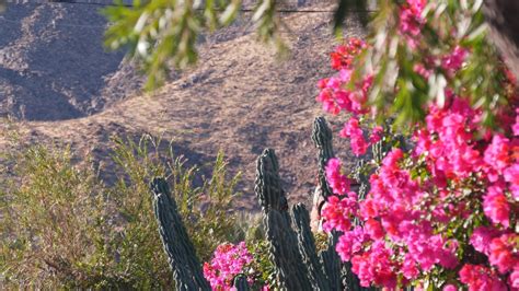 Visit Red Hills Desert Garden On Your St George Vacation