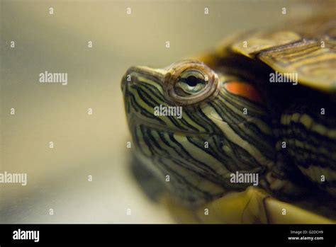 Turtle Head Close-up Stock Photo - Alamy