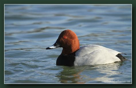 Canard Plongeur Fuligule Milouin Ou Milouin D Europe