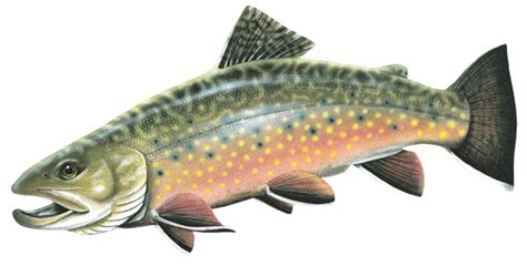 Brook Trout Sticker Custom Fly Rod Crafters