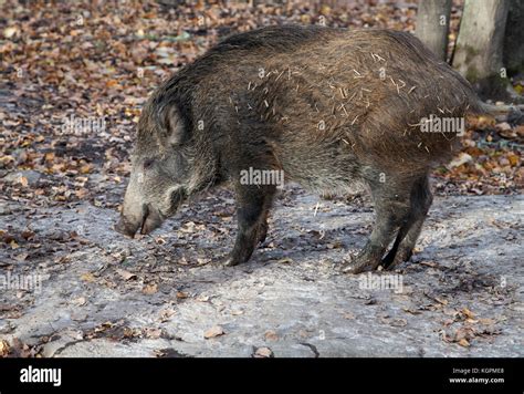 Pig species hi-res stock photography and images - Alamy