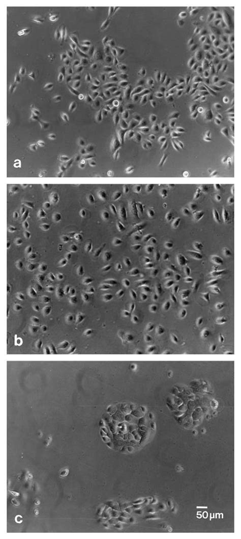 Light Microscopic Visualization Of Normal Human Keratinocytes During