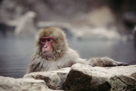 Monkey attacks: Japan’s Yamaguchi city thought they had a rogue macaque ...