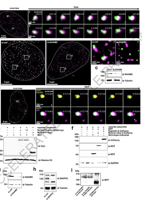 Uri Manor On Twitter Stunning Work From Grosse Lab And Colleagues