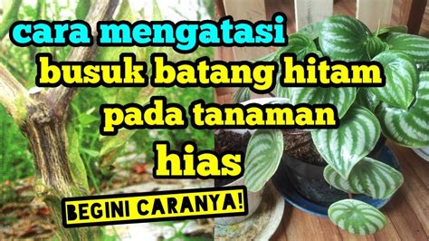 Cara Mengatasi Busuk Batang Hitam Pada Tanaman Hias Youtube