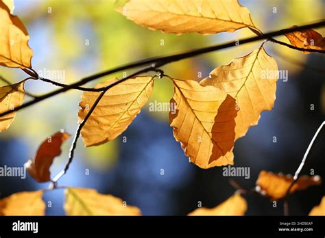 Fagus Sylvatica Conocida Como Haya Europea O Haya N Colores