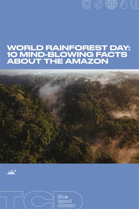 World Rainforest Day Here Are Mind Blowing Facts About The World S