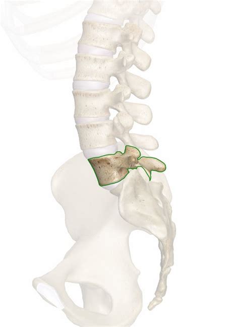 L5 (5th Lumbar Vertebra)