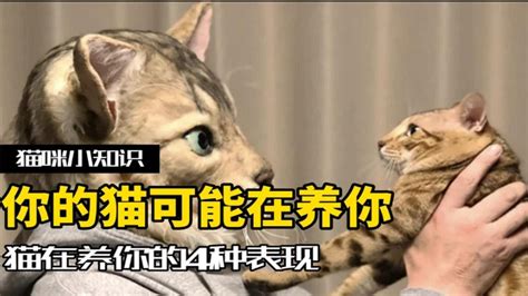 你把猫咪当儿子，它却想当你爸爸？猫咪在养你的四种表现 Youtube