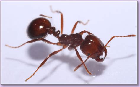 Supergene discovery leads to new knowledge of fire ants