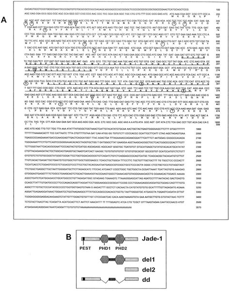 Jade 1 Cdna Clone And Protein Sequence A And Schematic B A And B