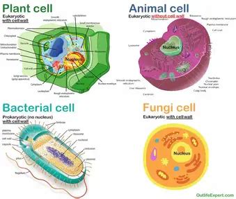 Cell Membrane Animal Cell