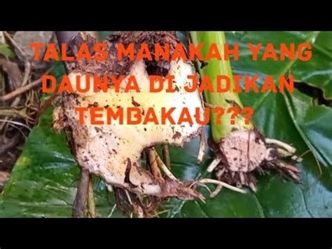 Talas Manakah Yg Daunya Bisa Di Jadikan Tembakau Perbedaan Talas