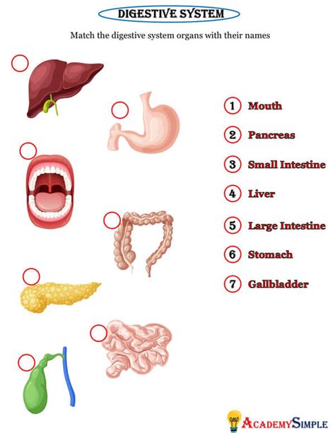 Human Organs Digestive System Organs Worksheet 2 Academy Simple