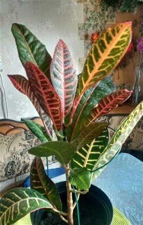 Кодеум Петра(кротон) Вся Россия | Растения | Festima.Ru – мониторинг ...