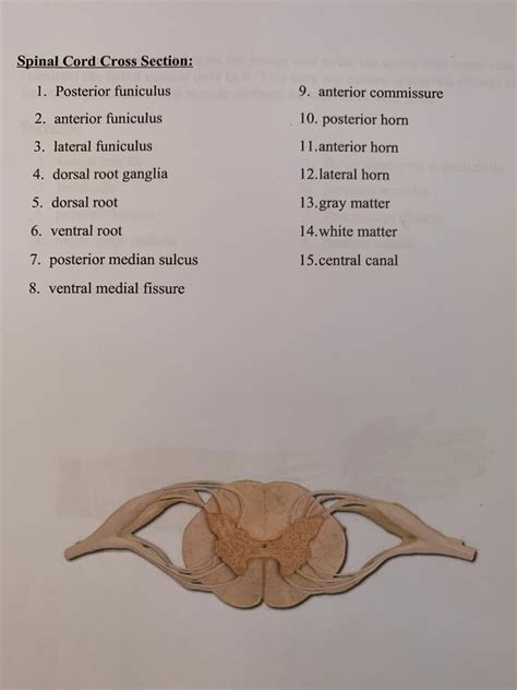 Solved Spinal Cord Cross Section: 1. Posterior funiculus 9. | Chegg.com