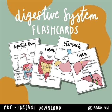 Digestive Anatomy Flashcards Pdf Etsy