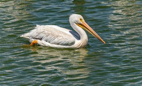 White birds in Florida with original photography