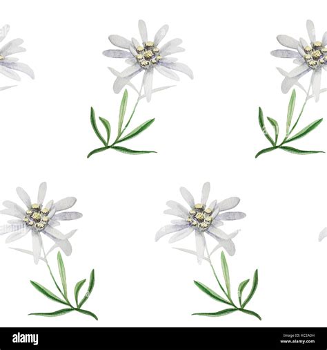 edelweiss flower symbol alpinism alps germany logo set Stock Photo - Alamy