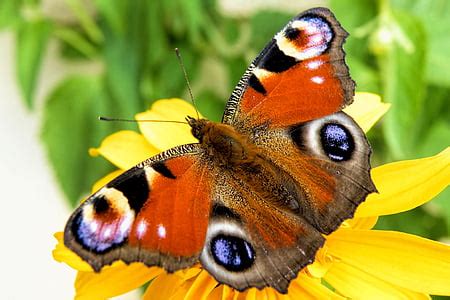 photo animals wildlife insects butterflies multi colored