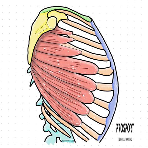 Serrato anterior Músculo infraespinoso Anatomía Musculos