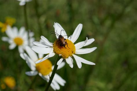 Käfer bei der Paarung Schwarzspitziger Halsbock Paracorym Flickr