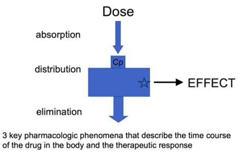 Lecture 2 Principles Of Pharmacokinetics Flashcards Quizlet