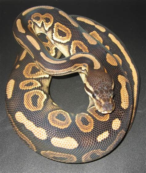 Cinnamon Pastel Ball Python - Collection - Ballpython.nl