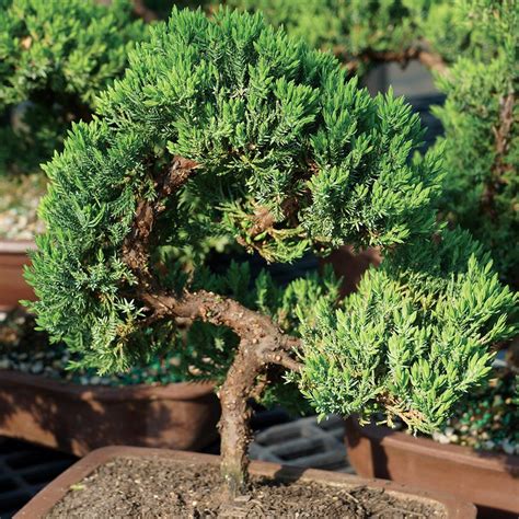 Top Green Mound Juniper Bonsai Tree Pics Hobby Plan