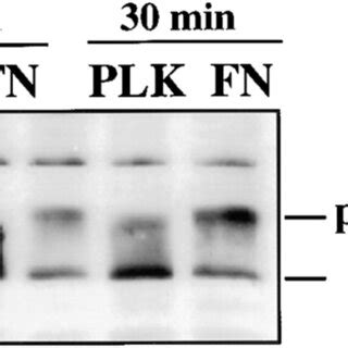 Control of ICAP 1α phosphorylation by RhoA protein A Expression of