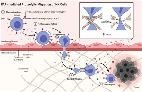 Fibroblast Activation Protein Regulates Natural Killer Cell Migration