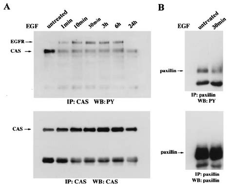 P Cas And Paxillin Are Also Dephosphorylated Upon Egf Treatment A