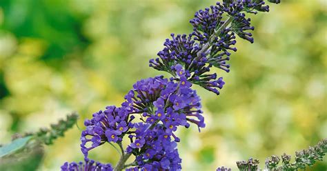 Buddleja Davidii Ellens Blue Pflanze Pflege Tipps Floragard