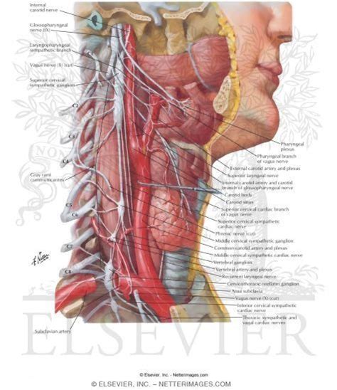 Autonomic Nerves in Neck | Medical anatomy, Human body systems, Medical illustration