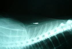 Microchip implant (animal) - Wikipedia