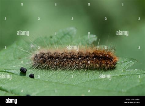 garden tiger moth larvae caterpillar  res stock photography