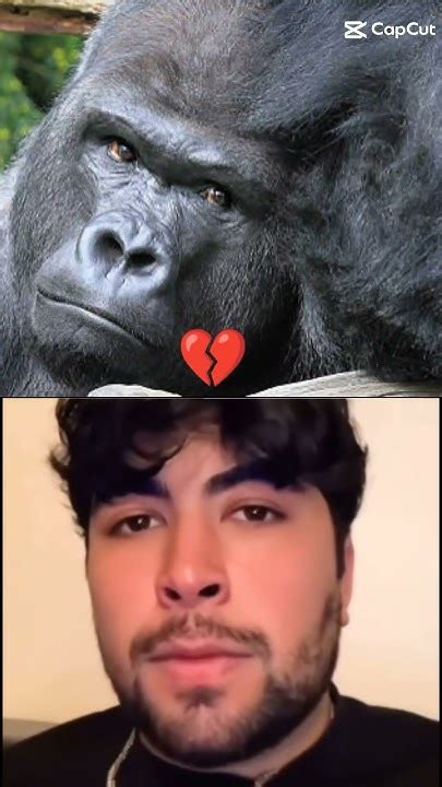 Gorilla Youtube