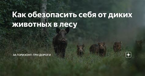Как обезопасить себя от диких животных в лесу | За горизонт: Три дороги ...