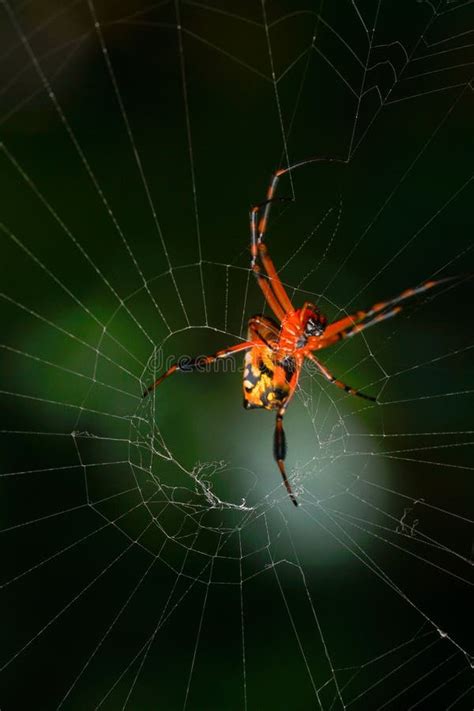 Vertical Closeup Of A Leucauge Spider Long Jawed Orb Weaver On A