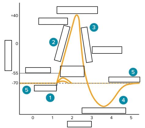 Action Potential Graph Quiz - By yeet_3