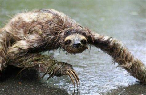 Top 10 incredible facts about the sloth | The Sloth Conservation Foundation