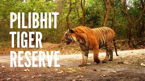 Pilibhit Tiger Reserve Pilibhit Tiger Youtube