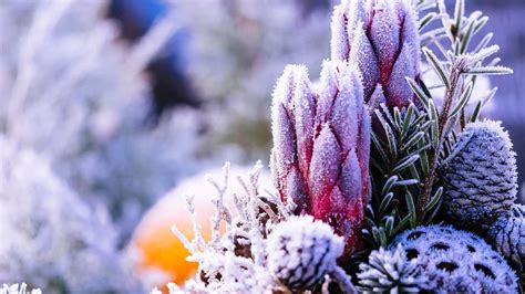 Winterharte Grabbepflanzung Diese Pflanzen überstehen den Winter ohne